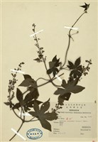藏品(葎草)的圖片